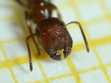 Colobopsis truncata photo 21