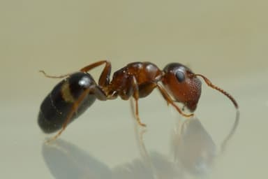 Colobopsis truncata photo 23