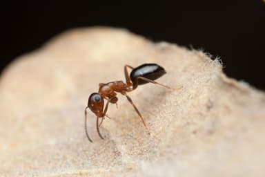 Colobopsis truncata photo 26