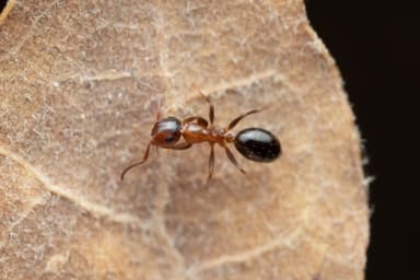 Colobopsis truncata photo 27