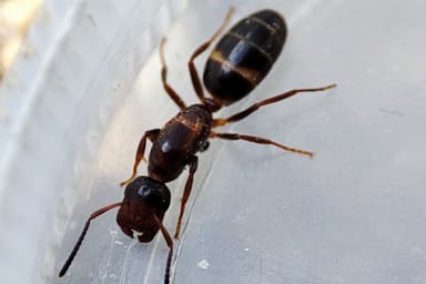 Colobopsis truncata photo 28