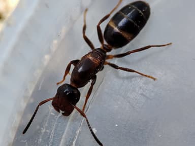 Colobopsis truncata photo 29