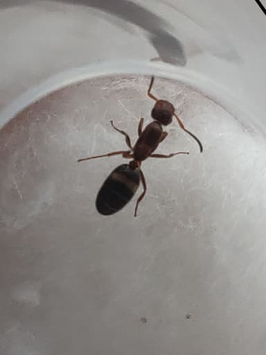 Colobopsis truncata photo 30