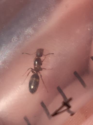 Colobopsis truncata photo 32