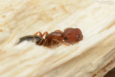 Colobopsis truncata photo 34