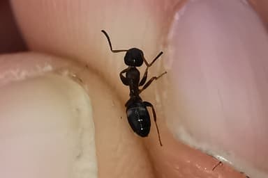 Colobopsis truncata photo 35