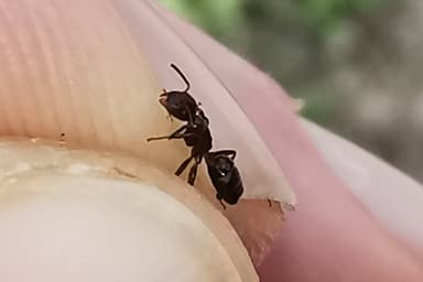 Colobopsis truncata photo 36
