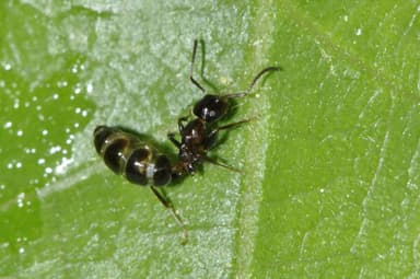 Colobopsis truncata photo 37