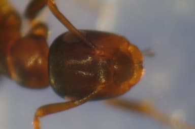 Colobopsis truncata photo 38