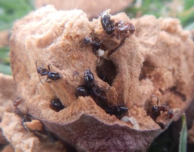 Colobopsis truncata photo 40