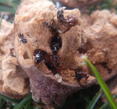Colobopsis truncata photo 41