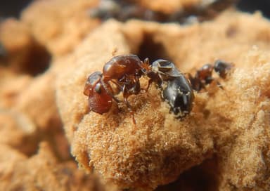 Colobopsis truncata photo 42