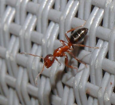 Colobopsis truncata photo 43