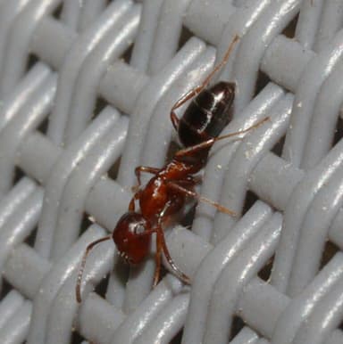 Colobopsis truncata photo 44