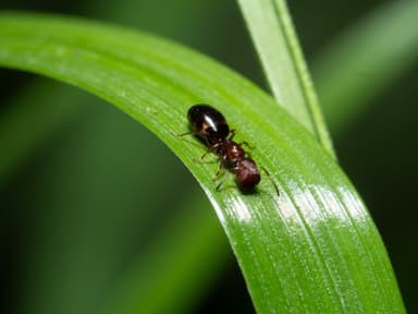 Colobopsis truncata photo 47