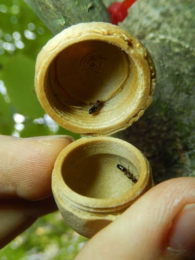 Colobopsis truncata photo 48