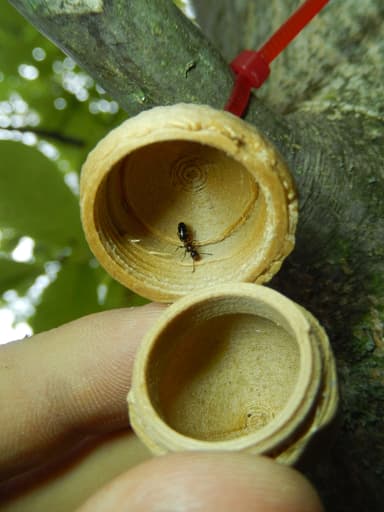 Colobopsis truncata photo 49