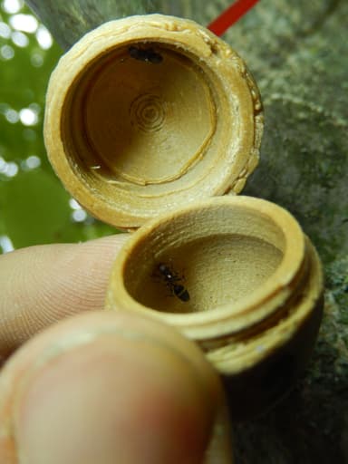 Colobopsis truncata photo 51