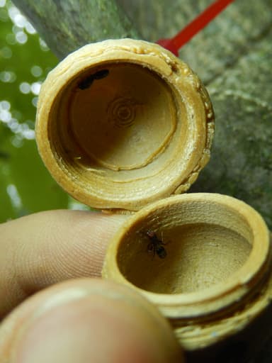 Colobopsis truncata photo 52