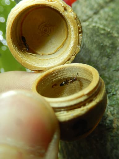 Colobopsis truncata photo 53