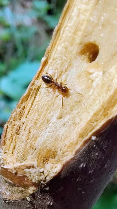 Colobopsis truncata — colony photo 58
