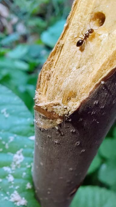 Colobopsis truncata — colony photo 59