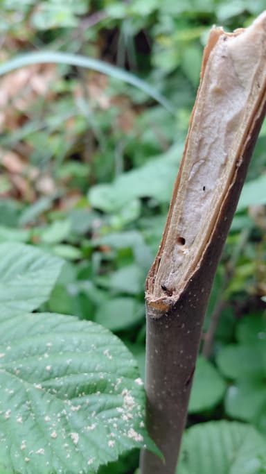 Colobopsis truncata — colony photo 60
