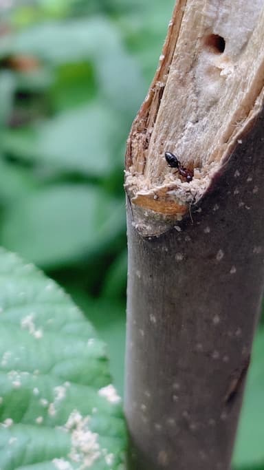 Colobopsis truncata — colony photo 61