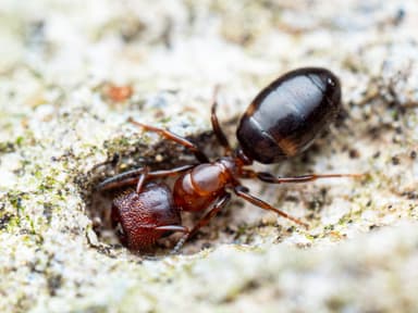 Colobopsis truncata photo 62