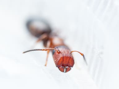 Colobopsis truncata photo 63