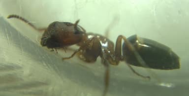 Colobopsis truncata photo 64