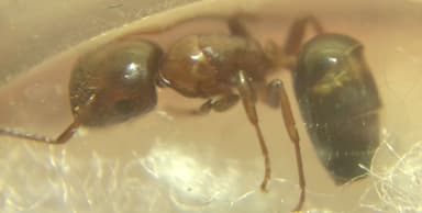 Colobopsis truncata photo 65