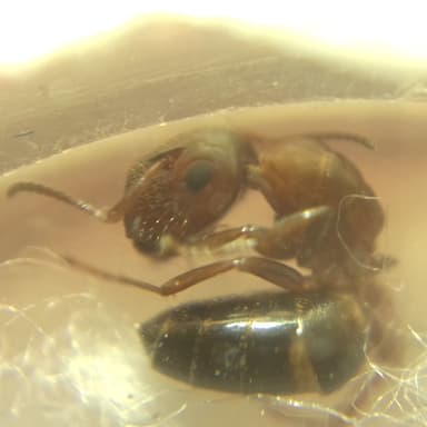 Colobopsis truncata photo 66
