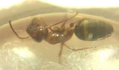Colobopsis truncata photo 67