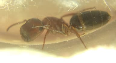 Colobopsis truncata photo 68