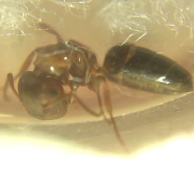 Colobopsis truncata photo 69