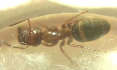 Colobopsis truncata photo 70