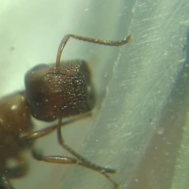 Colobopsis truncata photo 73