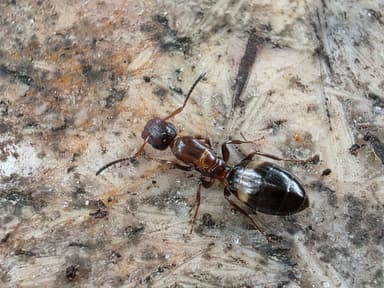 Colobopsis truncata — queen photo 74
