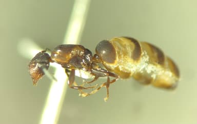 Colobopsis truncata photo 75