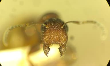 Colobopsis truncata photo 76