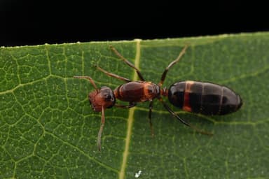 Colobopsis truncata photo 79
