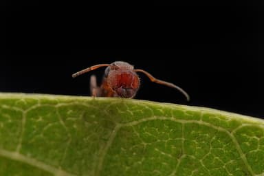 Colobopsis truncata photo 80