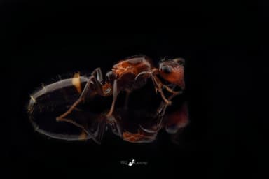 Colobopsis truncata photo 81