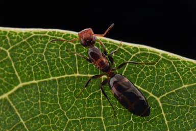 Colobopsis truncata photo 82
