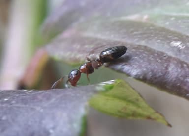 Colobopsis truncata photo 84