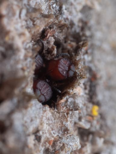 Colobopsis truncata — worker photo 86