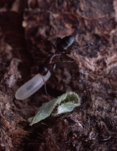 Colobopsis truncata — worker photo 87