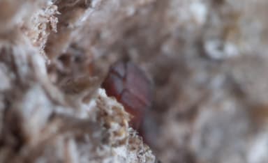 Colobopsis truncata — worker photo 88
