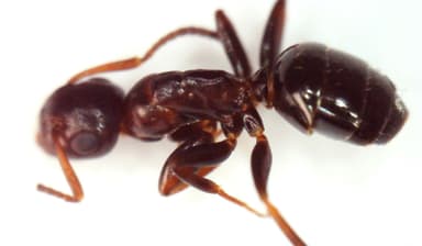 Colobopsis truncata photo 90